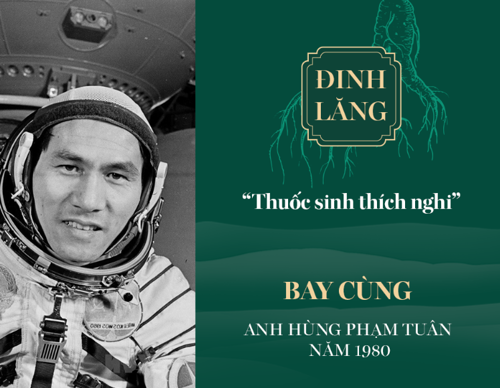 Loại dược thảo mệnh danh “Nhân sâm của người Việt” đồng hành cùng anh hùng Phạm Tuân bay vào vũ trụ